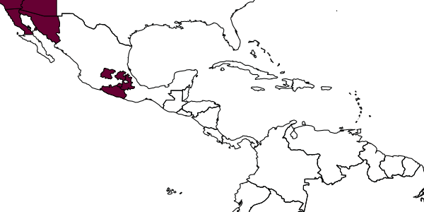 map of Xylocopa varipuncta     Patton, 1879